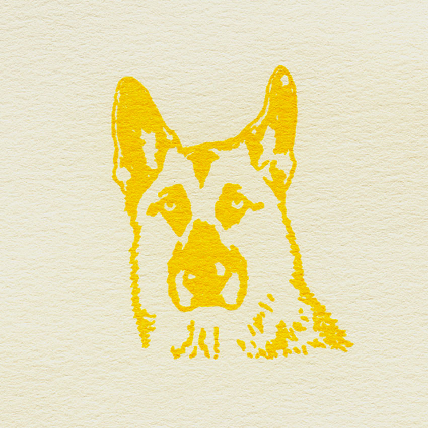 Cody; yellow; on white; 030613